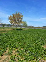 L’azienda agricola della casa circondariale di Perugia Capanne