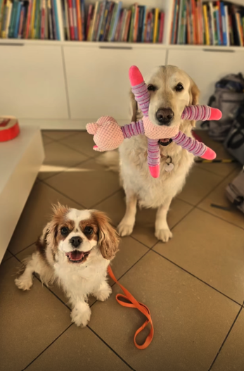 Pawsitive Pet Therapy: i piccoli pazienti dell'Ospedale Pediatrico Bambino Ges&ugrave; in compagnia di amici speciali